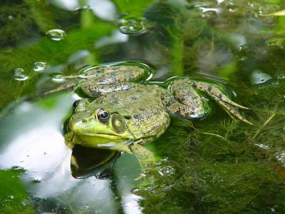 grenouille